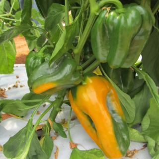 Compra PIMIENTO GOLDEN IMPERATOR F1 (1000 Semillas). en la tienda online Fito Agrícola