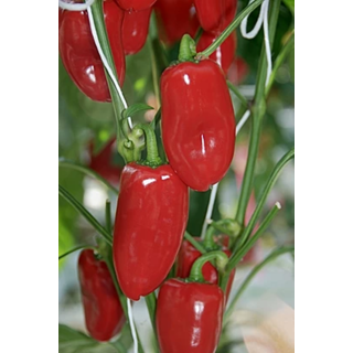 Compra PIMIENTO SNACKING RED F1 (250 Semillas). en la tienda online Fito Agrícola