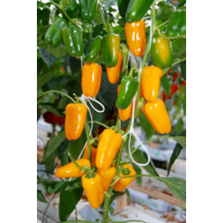 Compra PIMIENTO SNACKING YELLOW F1 (250 Semillas). en la tienda online Fito Agrícola