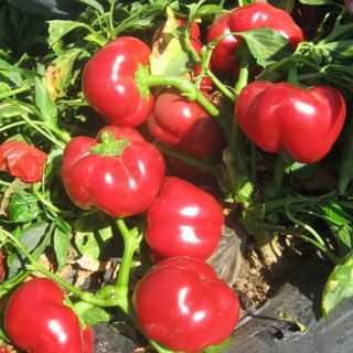 Compra PIMIENTO CALABRESE F1 (1000 Semillas). en la tienda online Fito Agrícola