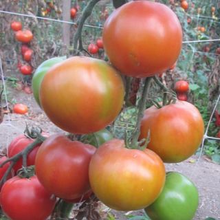 Compra TOMATE TROPICAL QUEEN F1 (1000 Semillas). en la tienda online Fito Agrícola