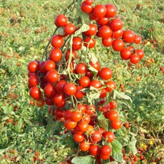 Compra TOMATE STROMBOLINO F1 (1000 Semillas). en la tienda online Fito Agrícola