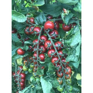 Compra TOMATE SASSOLYNO F1 (1000 Semillas). en la tienda online Fito Agrícola