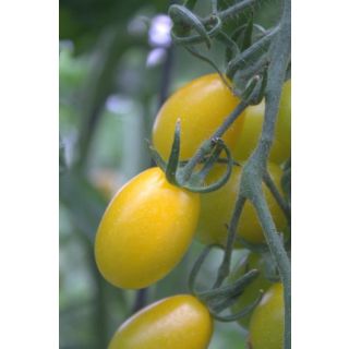 Compra TOMATE MARILYN F1 (1000 Semillas). en la tienda online Fito Agrícola