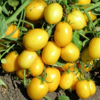 Compra TOMATE YELLOW RIVER F1 (1000 Semillas). en la tienda online Fito Agrícola