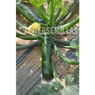 Compra CALABACÍN COLEMAN F1 (500 Semillas). en la tienda online Fito Agrícola