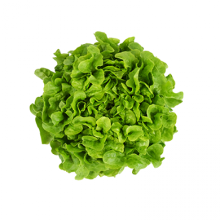 Compra LECHUGA KIMOSA RZ Pildorada (5.000 Semillas) en la tienda online Fito Agrícola