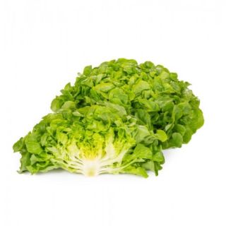 Compra LECHUGA KIVIVO RZ Pildorada (5.000 Semillas). en la tienda online Fito Agrícola