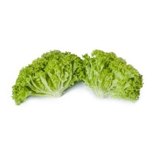 Compra LECHUGA LUGANO RZ Pildorada (5.000 Semillas). en la tienda online Fito Agrícola