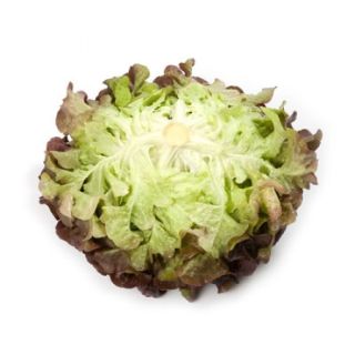 Compra LECHUGA PRUNAÏ RZ Pildorada (5.000 Semillas). en la tienda online Fito Agrícola
