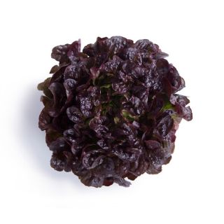 Compra LECHUGA TOTALAI RZ Pildorada (5.000 Semillas). en la tienda online Fito Agrícola