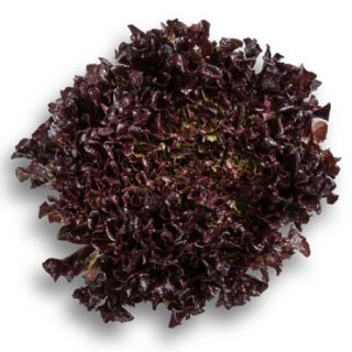 Compra LECHUGA STEFANO RZ Pildorada (5.000 Semillas). en la tienda online Fito Agrícola