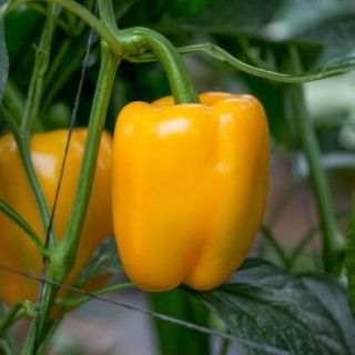 Compra PIMIENTO LIRICA RZ F1 Precisión (1000 semillas). en la tienda online Fito Agrícola