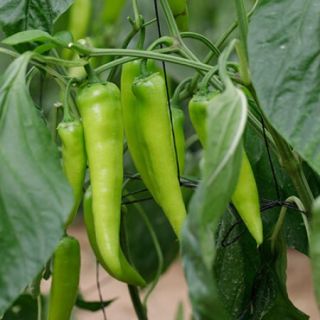 Compra PIMIENTO RUSH RZ F1 Precisión (1000 semillas). en la tienda online Fito Agrícola