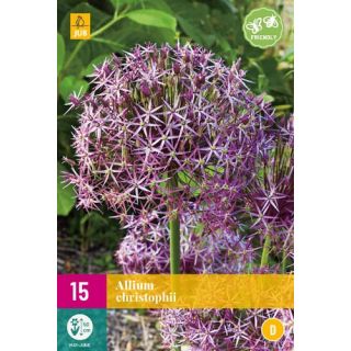 Compra ALLIUM CHRISTOPHII XXL en la tienda online Fito Agrícola