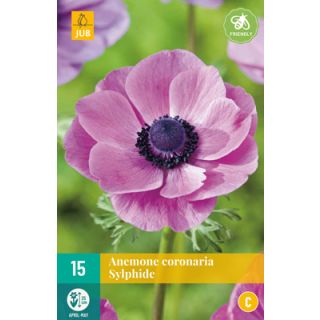 Compra ANÉMONA SYLPHIDE en la tienda online Fito Agrícola