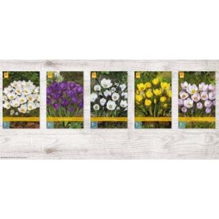 Compra CROCUS SPECIES Cofre (1000 Unidades). en la tienda online Fito Agrícola