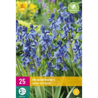 Compra HYACINTHOIDES NON SCRIPTA XXL en la tienda online Fito Agrícola