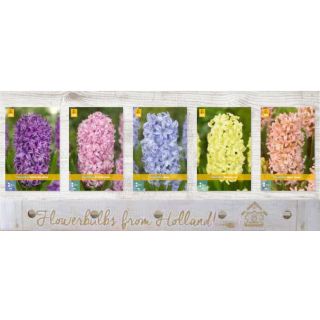 Compra JACINTOS B Cofre (200 Unidades). en la tienda online Fito Agrícola