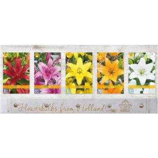 Compra LILIUM ASIATICO Cofre (100 Unidades). en la tienda online Fito Agrícola