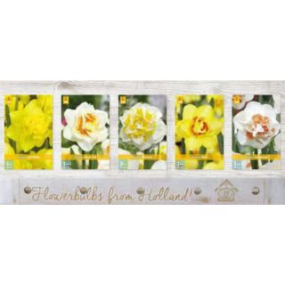 Compra NARCISOS DOBLES Cofre (200 Unidades). en la tienda online Fito Agrícola