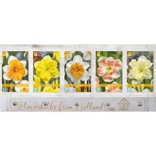 Compra NARCISOS BUTTERFLY Cofre (200 Unidades). en la tienda online Fito Agrícola