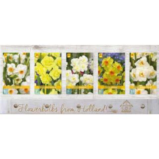 Compra NARCISOS TAZETTA Cofre (200 Unidades). en la tienda online Fito Agrícola