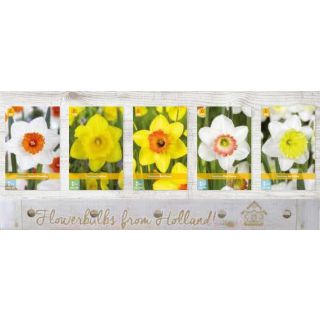 Compra NARCISOS Cofre (200 Unidades). en la tienda online Fito Agrícola