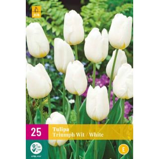 Compra TULIPÁN TRIUMPH WHITE XXL en la tienda online Fito Agrícola