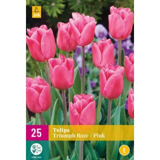 Compra TULIPÁN TRIUMPH PINK XXL en la tienda online Fito Agrícola