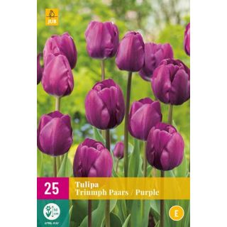 Compra TULIPÁN TRIUMPH PURPLE XXL en la tienda online Fito Agrícola