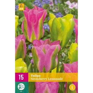 Compra TULIPÁN STRAWBERRY LEMONADE XXL en la tienda online Fito Agrícola