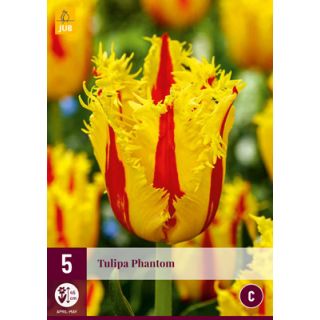 Compra TULIPÁN PHANTOM en la tienda online Fito Agrícola