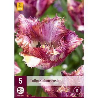 Compra TULIPÁN COLOUR FUSION en la tienda online Fito Agrícola