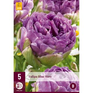 Compra TULIPÁN BLUE WOW en la tienda online Fito Agrícola
