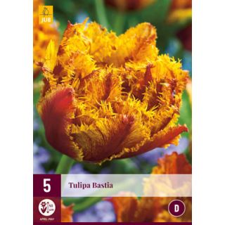 Compra TULIPÁN BASTIA en la tienda online Fito Agrícola