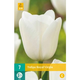 Compra TULIPÁN ROYAL VIRGIN en la tienda online Fito Agrícola