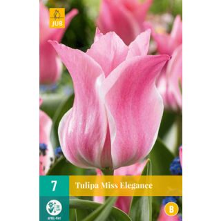 Compra TULIPÁN MISS ELEGANCE en la tienda online Fito Agrícola