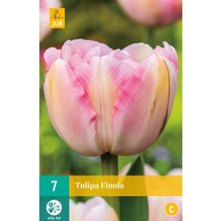 Compra TULIPÁN FINOLA en la tienda online Fito Agrícola