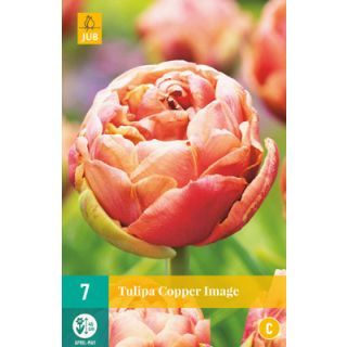 Compra TULIPÁN COPPER IMAGE en la tienda online Fito Agrícola