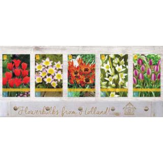 Compra TULIPÁN BOTANICAL Cofre (500 Unidades) en la tienda online Fito Agrícola