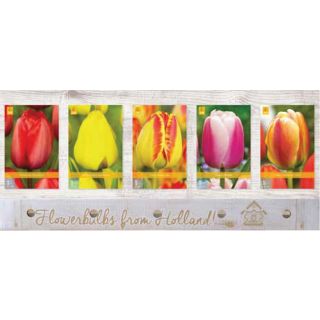 Compra TULIPÁN DARWIN HÍBRIDO Cofre (350 Unidades) en la tienda online Fito Agrícola