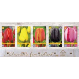 Compra TULIPÁN JUMBO 14/+ Cofre (200 Unidades) en la tienda online Fito Agrícola