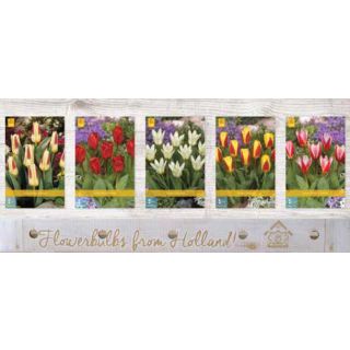 Compra TULIPÁN KAUFMANNIANA Cofre (350 Unidades) en la tienda online Fito Agrícola