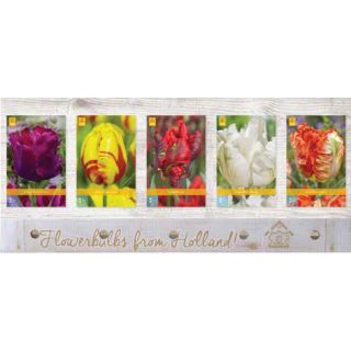 Compra TULIPÁN PARROT Cofre (350 Unidades) en la tienda online Fito Agrícola