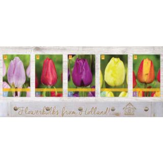 Compra TULIPÁN SIMPLE TEMPRANO Cofre (350 Unidades) en la tienda online Fito Agrícola