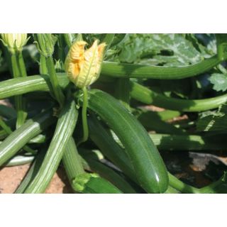 Compra CALABACÍN DUNJA F1 ECOLÓGICO (1.000 Semillas) en la tienda online Fito Agrícola