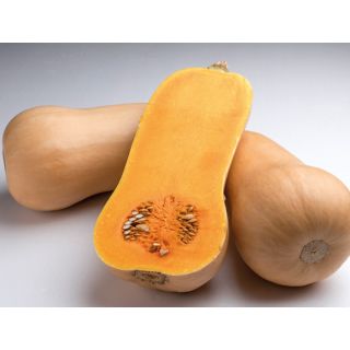 Compra CALABAZA HAVANA F1 ECOLÓGICA (1000 Semillas). en la tienda online Fito Agrícola