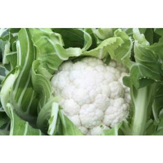 Compra COLIFLOR MONCAYO F1 (2.500 Semillas) en la tienda online Fito Agrícola