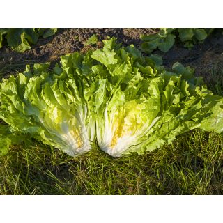 Compra ESCAROLA NUANCE Pildorada (10.000 Semillas) en la tienda online Fito Agrícola